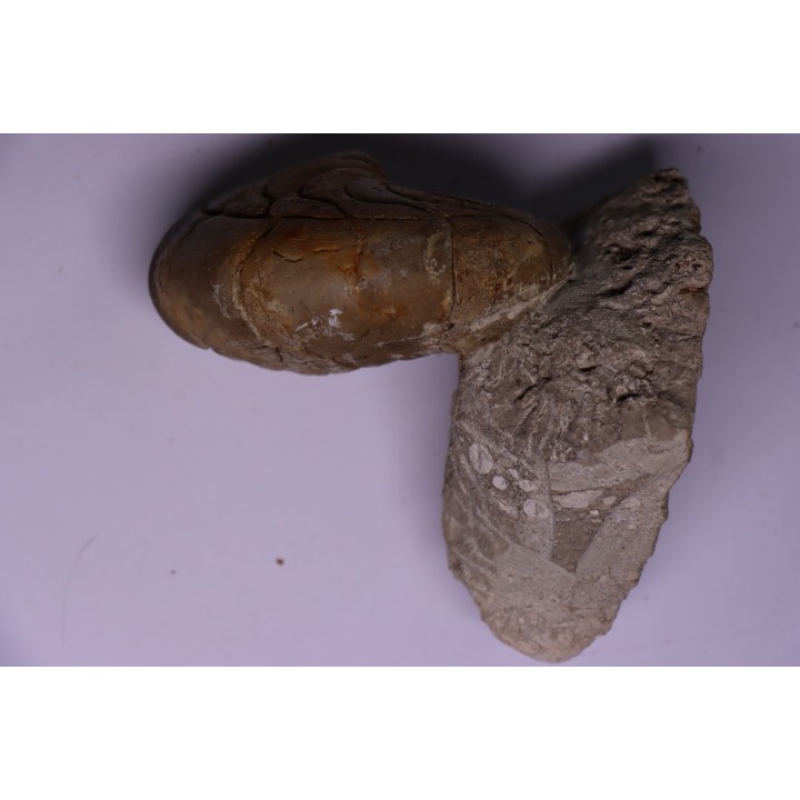 Aturia lotzi - Eocène - Western Sahara