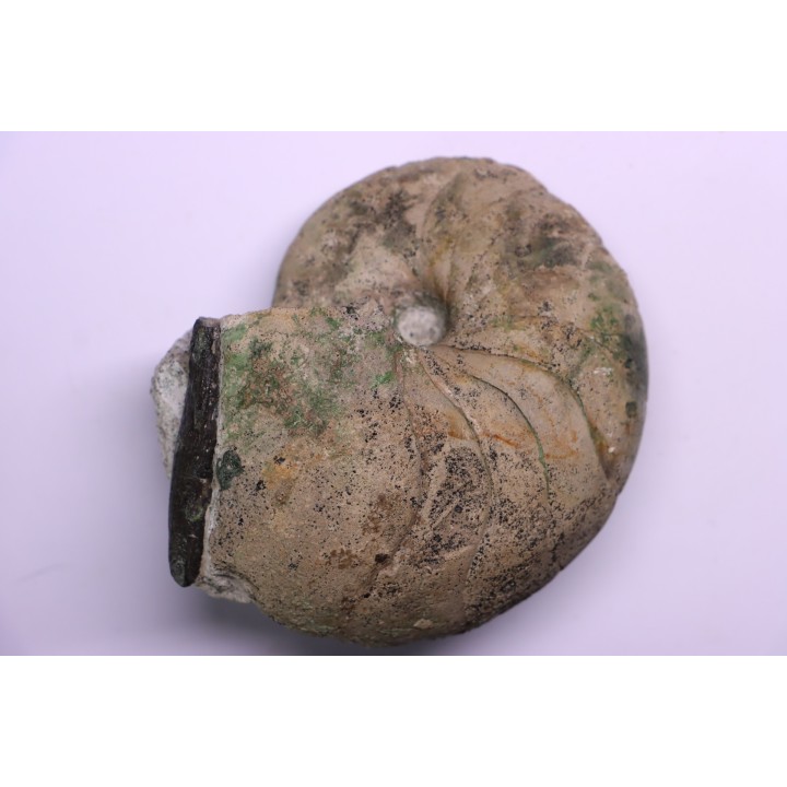 Eutrephoceras bouchardianum - Cénomanien - Villers sur Mer, FRANCE