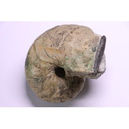 Eutrephoceras bouchardianum - Cénomanien  Villers sur Mer, FRANCE
