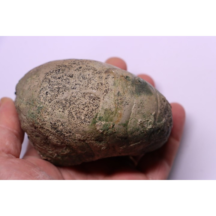 Eutrephoceras bouchardianum - Cénomanien - Villers sur Mer, FRANCE