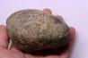 Eutrephoceras bouchardianum - Cénomanien - Villers sur Mer, FRANCE