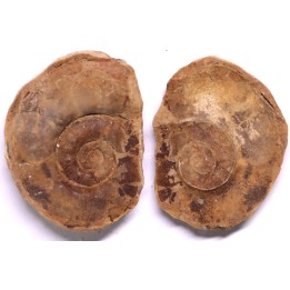 Flemingites radiatus - Eotrias - Ambilobe, Madagascar