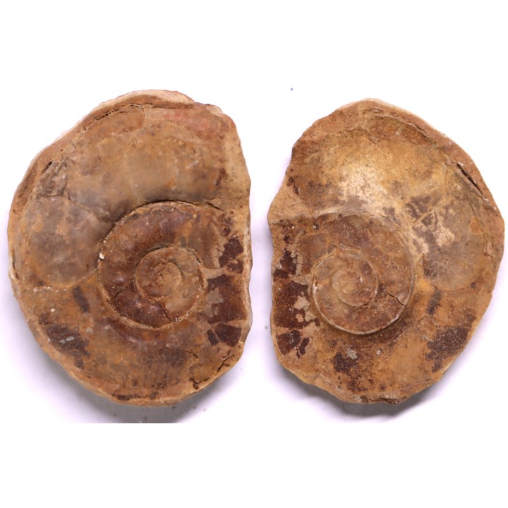 Flemingites radiatus - Eotrias - Ambilobe, Madagascar