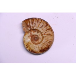 PSEUDOCELTITES MULTIPLICATUS - Smithien (trias) - Bobonaro Scaly Clay - Lidak - TIMOR - INDONESIE