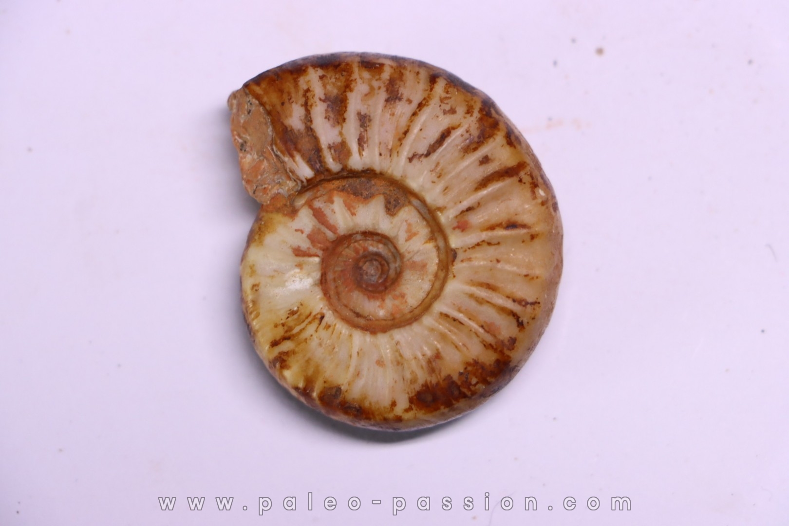 PSEUDOCELTITES MULTIPLICATUS - Smithien (trias) - Bobonaro Scaly Clay - Lidak - TIMOR - INDONESIE