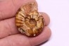 PSEUDOCELTITES MULTIPLICATUS - Smithien (trias) - Bobonaro Scaly Clay - Lidak - TIMOR - INDONESIE