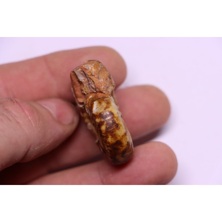 PSEUDOCELTITES MULTIPLICATUS - Smithien (trias) - Bobonaro Scaly Clay - Lidak - TIMOR - INDONESIE