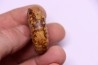 PSEUDOCELTITES MULTIPLICATUS - Smithien (trias) - Bobonaro Scaly Clay - Lidak - TIMOR - INDONESIE