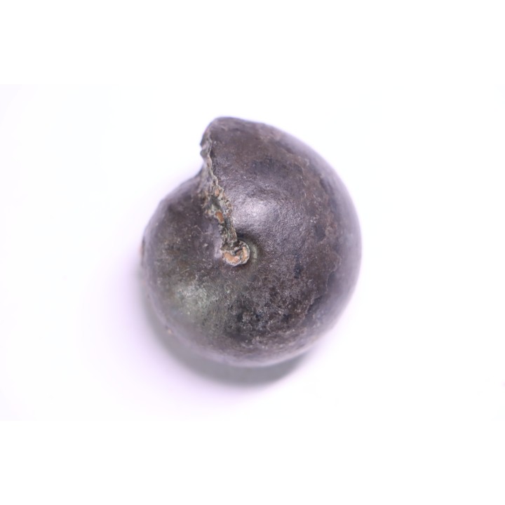 Arcestes bicarinatus  anisien - Trias  GRECE