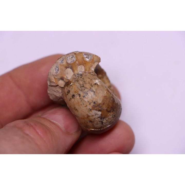 Metalegoceras sagurense - permian - NW Kasachtan
