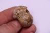 Metalegoceras sagurense - permian - NW Kasachtan