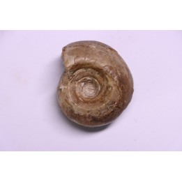 Metalegoceras sagurense - permien  - NW Kasachtan
