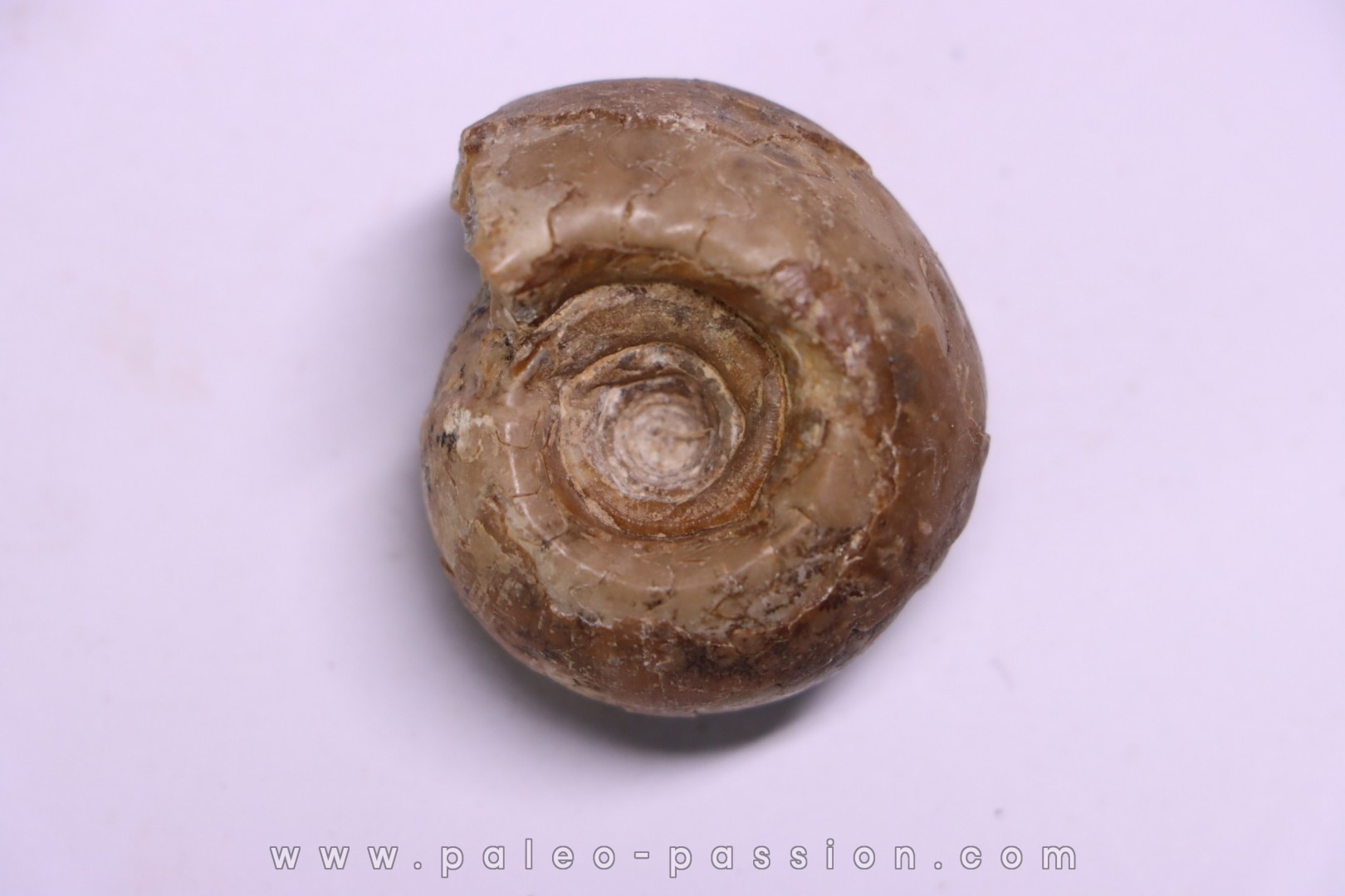Metalegoceras sagurense - permian - NW Kasachtan