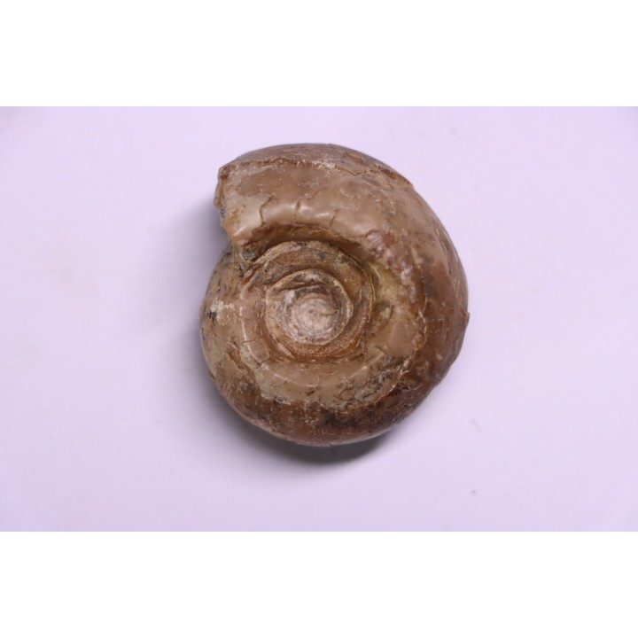 Metalegoceras sagurense - permian - NW Kasachtan