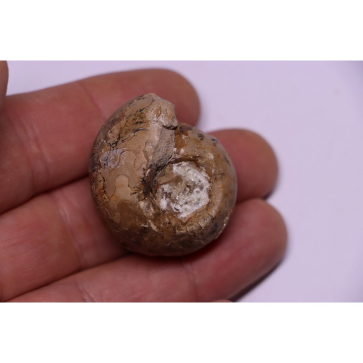 Metalegoceras sagurense - permien  - NW Kasachtan