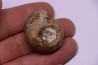 Metalegoceras sagurense - permian - NW Kasachtan