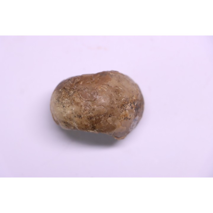 Metalegoceras sagurense - permian - NW Kasachtan