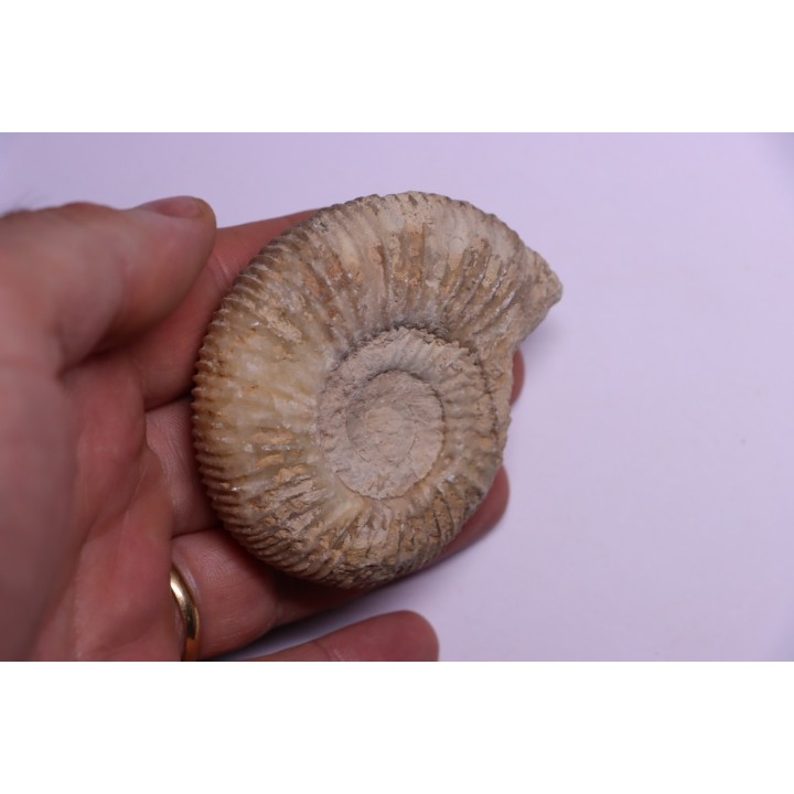 Dichotomoceras stenocycloides - oxfordien - Nevers -58 - FRANCE