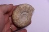 Dichotomoceras stenocycloides - oxfordien - Nevers -58 - FRANCE