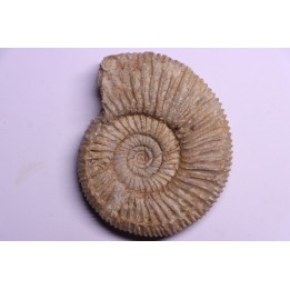 Dichotomoceras stenocycloides - oxfordien - Nevers -58 - FRANCE