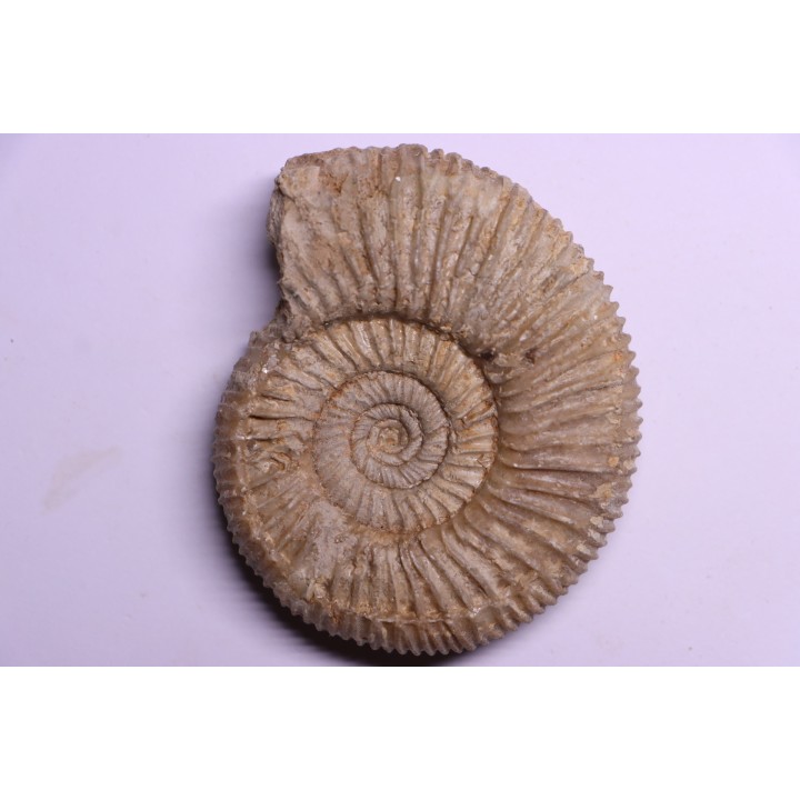 Dichotomoceras stenocycloides - oxfordien - Nevers -58 - FRANCE