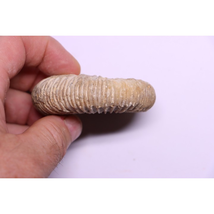 Dichotomoceras stenocycloides - oxfordien - Nevers -58 - FRANCE