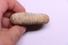 Dichotomoceras stenocycloides - oxfordien - Nevers -58 - FRANCE