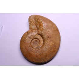 Graphoceras formosum - bajocien - région de Caen -14 - FRANCE