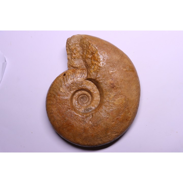 Graphoceras formosum - bajocien - région de Caen -14 - FRANCE