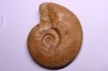 Graphoceras formosum - bajocien - région de Caen -14 - FRANCE