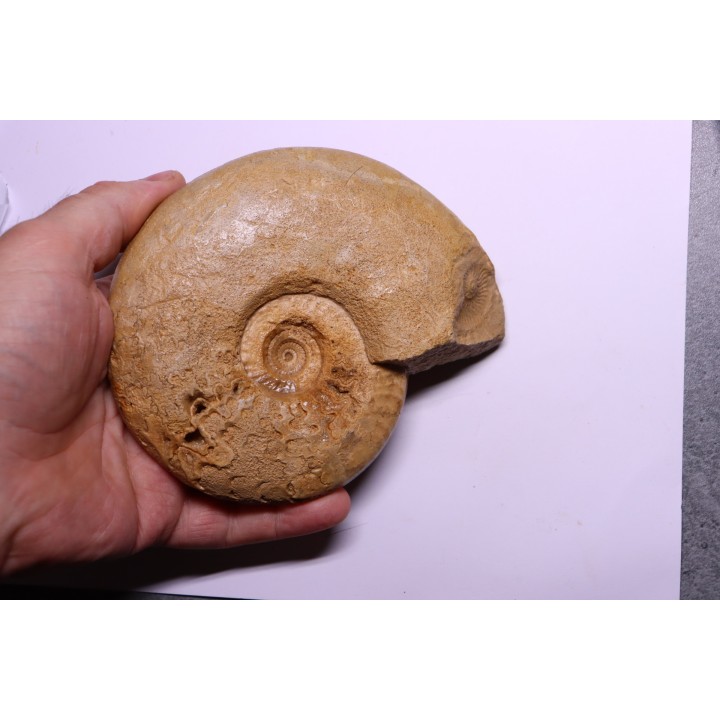 Graphoceras formosum - bajocien - région de Caen -14 - FRANCE