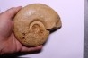 Graphoceras formosum - bajocien - région de Caen -14 - FRANCE