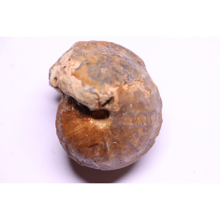 Subtissotia inflata - Coniacien - Perou