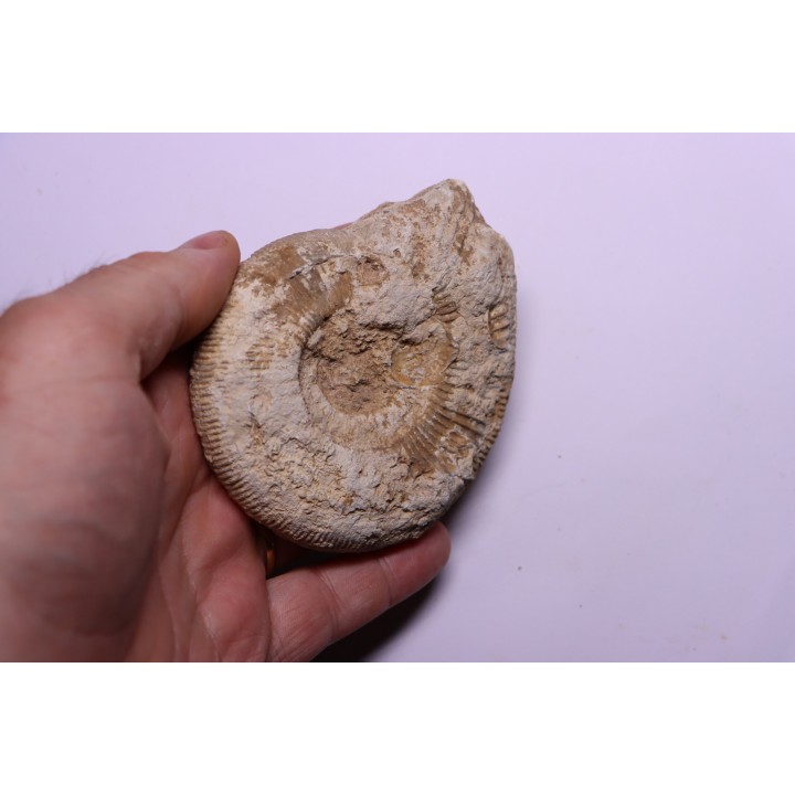 Subdiscophinctes lucingae - oxfordien - Nevers -58 - FRANCE