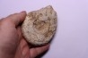 Subdiscophinctes lucingae - oxfordien - Nevers -58 - FRANCE