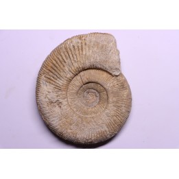 Subdiscophinctes lucingae - oxfordian - Nevers -58 - FRANCE