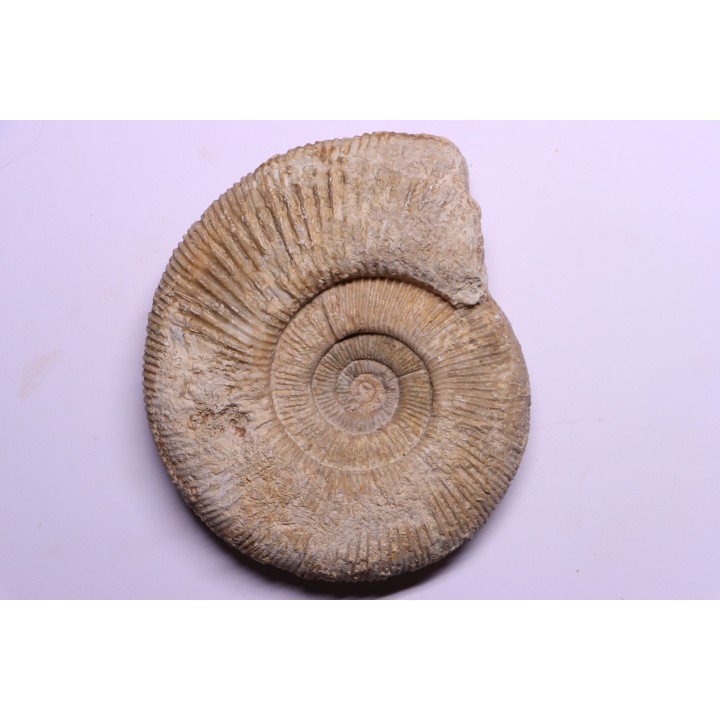 Subdiscophinctes lucingae - oxfordien - Nevers -58 - FRANCE