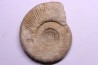 Subdiscophinctes lucingae - oxfordien - Nevers -58 - FRANCE