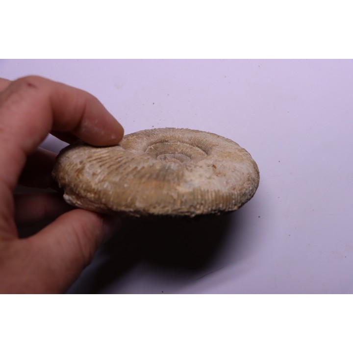 Subdiscophinctes lucingae - oxfordien - Nevers -58 - FRANCE