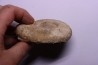 Subdiscophinctes lucingae - oxfordien - Nevers -58 - FRANCE