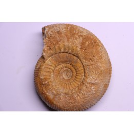 Stephanoceras masckei - bajocien - Bayeux -14 - FRANCE