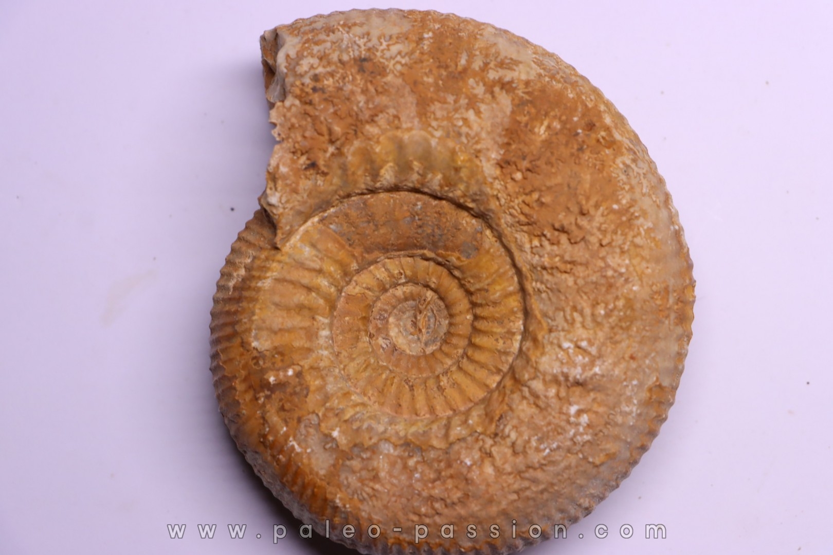 Stephanoceras masckei - bajocien - Bayeux -14 - FRANCE