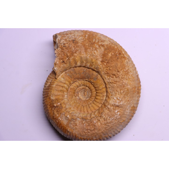 Stephanoceras masckei - bajocien - Bayeux -14 - FRANCE