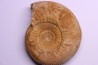 Stephanoceras masckei - bajocien - Bayeux -14 - FRANCE