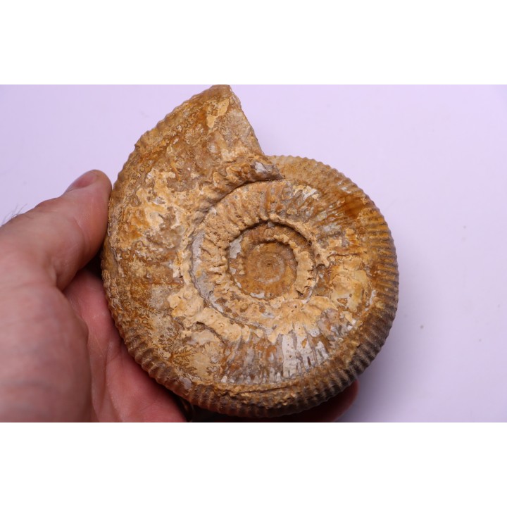 Stephanoceras masckei - bajocien - Bayeux -14 - FRANCE