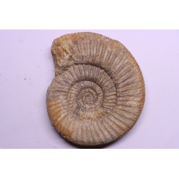 Dichotomoceras dobrogensis  - oxfordien - Nevers -58 - FRANCE