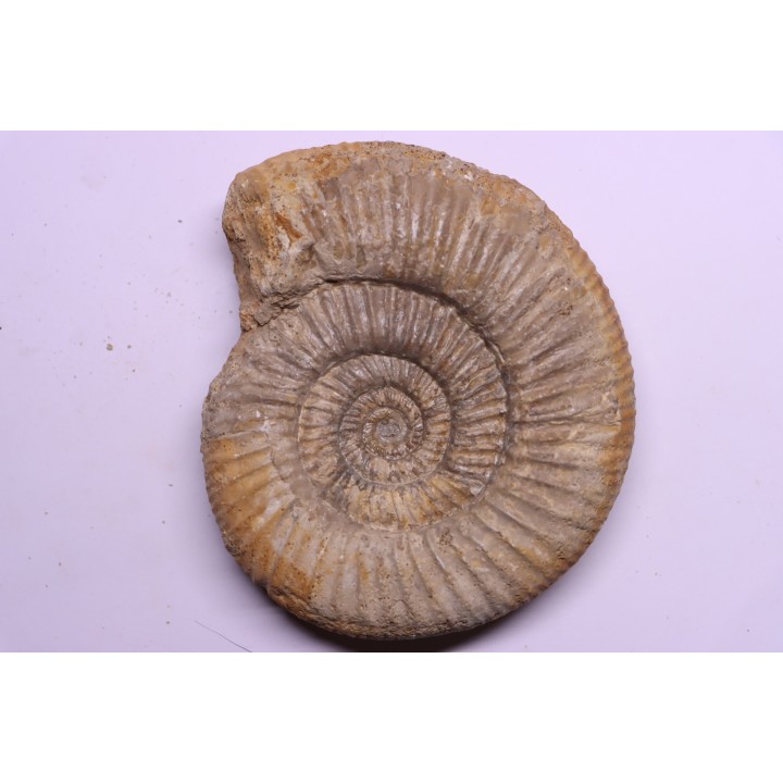 Dichotomoceras dobrogensis  - oxfordien - Nevers -58 - FRANCE