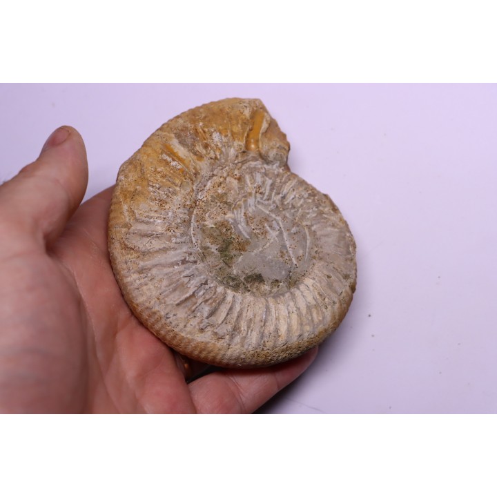 Dichotomoceras dobrogensis  - oxfordien - Nevers -58 - FRANCE