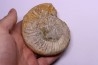 Dichotomoceras dobrogensis  - oxfordien - Nevers -58 - FRANCE