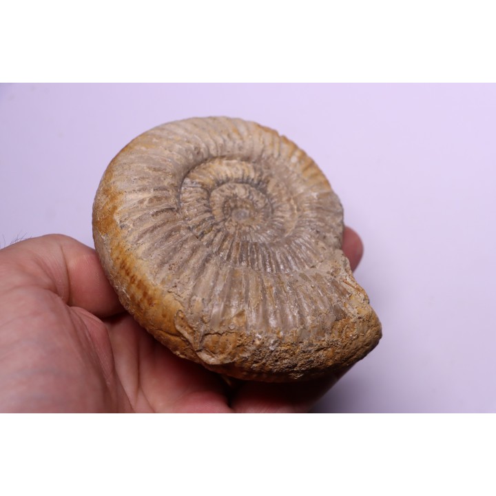 Dichotomoceras dobrogensis  - oxfordien - Nevers -58 - FRANCE